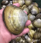 贝内文托战胜蓝鹰，守卫主场稳定积分榜排名